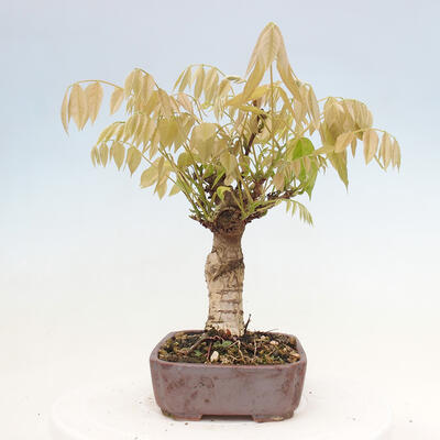 Vonkajšia bonsai - Vistarie kvetnatá - Wisteria floribunda - 4