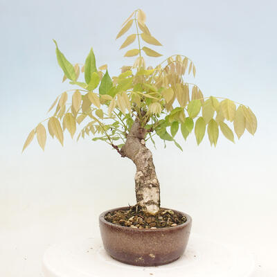 Vonkajšia bonsai - Vistarie kvetnatá - Wisteria floribunda - 4