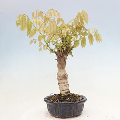 Vonkajšia bonsai - Vistarie kvetnatá - Wisteria floribunda - 4