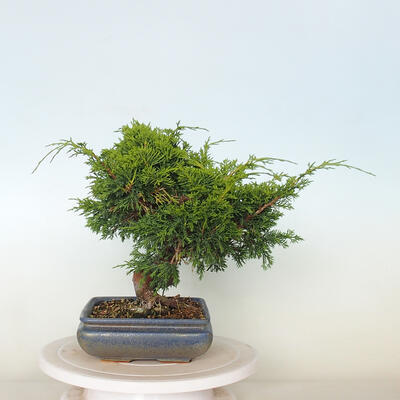 Vonkajší bonsai - Juniperus chinensis Itoigawa -Jalovec čínsky - 4