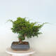 Vonkajší bonsai - Juniperus chinensis Itoigawa -Jalovec čínsky - 4/4