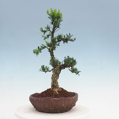 Izbová bonsai - Buxus harlandii - korkový buxus - 4