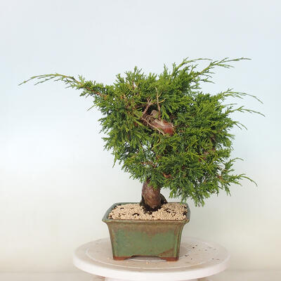 Vonkajší bonsai - Juniperus chinensis Itoigawa -Jalovec čínsky - 4