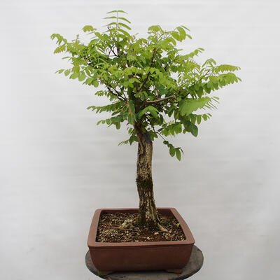 Vonkajšie bonsai - Agát - Robinia pseudoacacia - 4