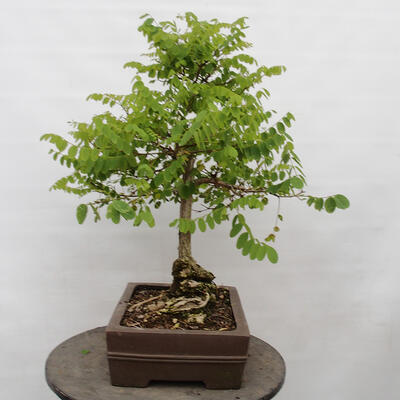 Vonkajšie bonsai - Agát - Robinia pseudoacacia - 4