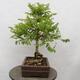 Vonkajšie bonsai - Agát - Robinia pseudoacacia - 4/6