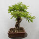 Vonkajšie bonsai - Agát - Robinia pseudoacacia - 4/6