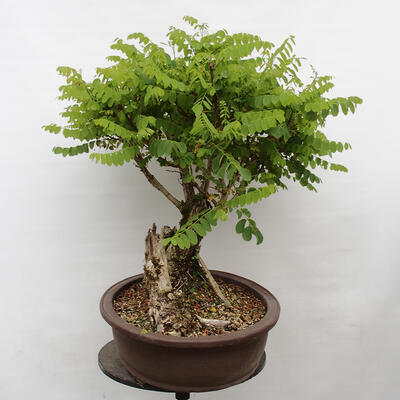 Vonkajšie bonsai - Agát - Robinia pseudoacacia - 4