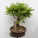 Vonkajšie bonsai - Agát - Robinia pseudoacacia - 4/6