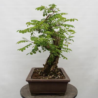 Vonkajšie bonsai - Agát - Robinia pseudoacacia - 4