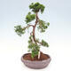 Vonkajšie bonsai - Juniperus chinensis Kishu -Jalovec čínsky - 4/4