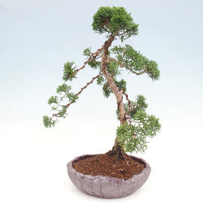 Vonkajšie bonsai - Juniperus chinensis Kishu -Jalovec čínsky - 4