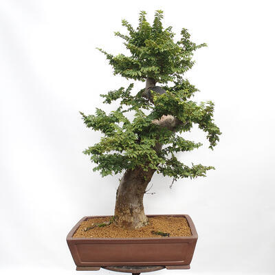 Vonkajší bonsai - Ulmus Elegantissima Jack. Hillier-Jílm elegantný - 4