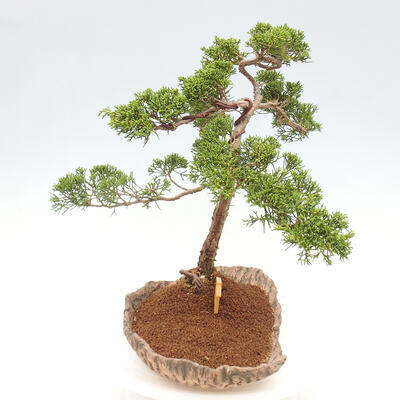 Vonkajšie bonsai - Juniperus chinensis Kishu -Jalovec čínsky - 4