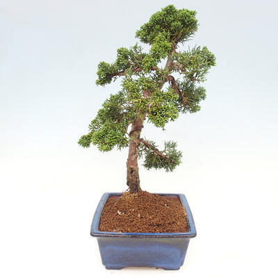 Vonkajšie bonsai - Juniperus chinensis Kishu -Jalovec čínsky - 4