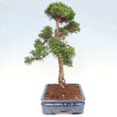 Vonkajšie bonsai - Juniperus chinensis Kishu -Jalovec čínsky - 4