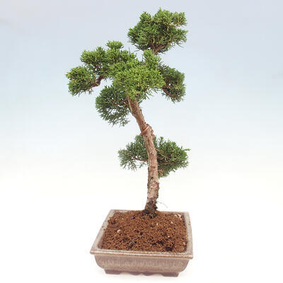 Vonkajšie bonsai - Juniperus chinensis Kishu -Jalovec čínsky - 4