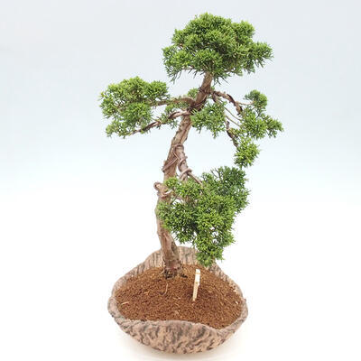 Vonkajšie bonsai - Juniperus chinensis Kishu -Jalovec čínsky - 4