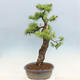 Vonkajší bonsai -Larix decidua - Smrekovec opadavý - 4/6