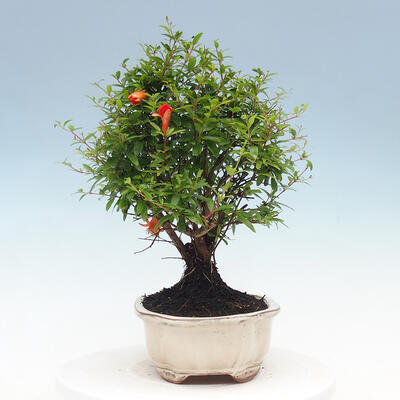 Izbová bonsai-Punic granatum nana-Granátové jablko - 4