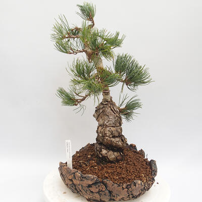 Vonkajšie bonsai - Pinus parviflora - borovica drobnokvetá - 4