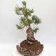 Vonkajšie bonsai - Pinus parviflora - borovica drobnokvetá - 4/4