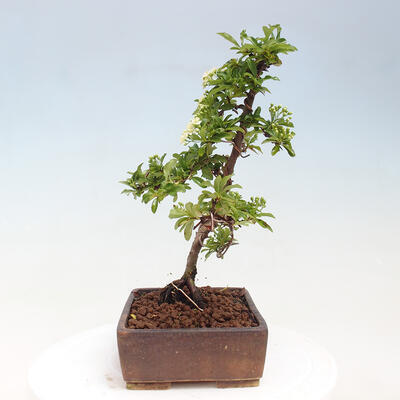 Vonkajší bonsai - Pyracantha tetón - Hlohyňa šarlátová - 4