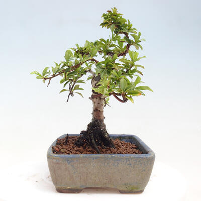 Vonkajší bonsai - Pyracantha tetón - Hlohyňa šarlátová - 4