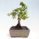 Vonkajší bonsai - Pyracantha tetón - Hlohyňa šarlátová - 4/7