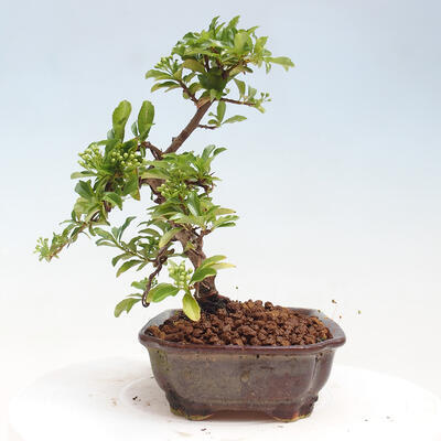 Vonkajší bonsai - Pyracantha tetón - Hlohyňa šarlátová - 4