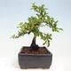 Vonkajší bonsai - Pyracantha tetón - Hlohyňa šarlátová - 4/6