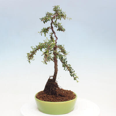 Vonkajší bonsai - Cotoneaster dám. Skogholm - Skalník - 4