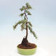 Vonkajší bonsai - Cotoneaster dám. Skogholm - Skalník - 4/6