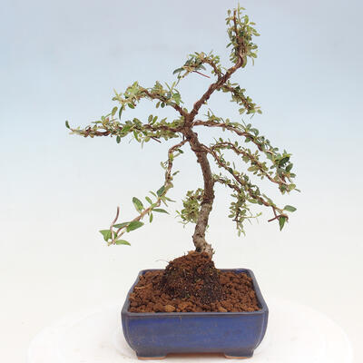 Vonkajší bonsai - Cotoneaster dám. Skogholm - Skalník - 4