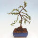 Vonkajší bonsai - Cotoneaster dám. Skogholm - Skalník - 4/6