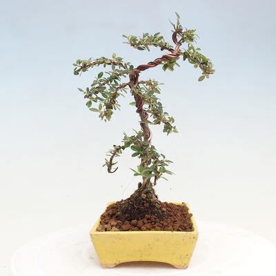 Vonkajší bonsai - Cotoneaster dám. Skogholm - Skalník - 4