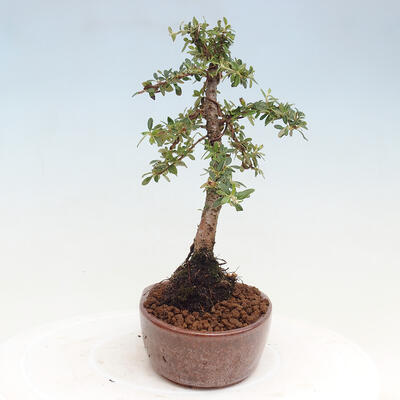 Vonkajší bonsai - Cotoneaster dám. Skogholm - Skalník - 4