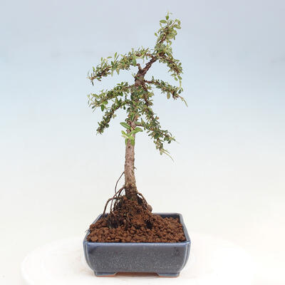 Vonkajší bonsai - Cotoneaster dám. Skogholm - Skalník - 4