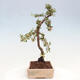 Vonkajší bonsai - Cotoneaster dám. Skogholm - Skalník - 4/6