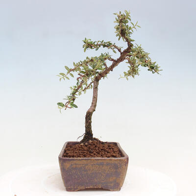 Vonkajší bonsai - Cotoneaster dám. Skogholm - Skalník - 4