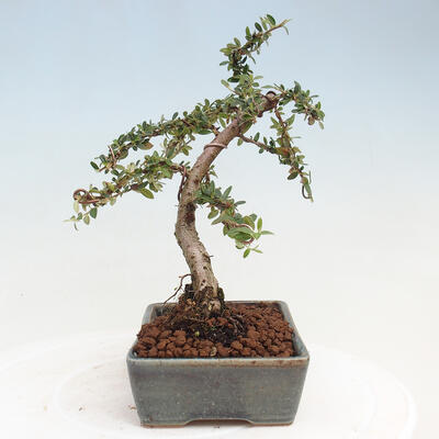 Vonkajší bonsai - Cotoneaster dám. Skogholm - Skalník - 4