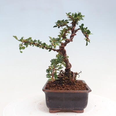 Vonkajší bonsai-Cotoneaster horizontalis - Skalník - 4