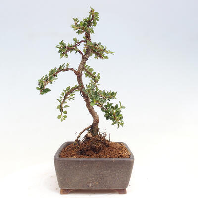 Vonkajší bonsai-Cotoneaster horizontalis - Skalník - 4