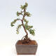 Vonkajší bonsai-Cotoneaster horizontalis - Skalník - 4/5
