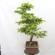 Vonkajší bonsai - Hrab obyčajný - Carpinus betulus - 4/5