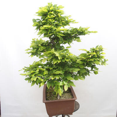 Vonkajší bonsai - Hrab obyčajný - Carpinus betulus - 4