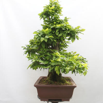 Vonkajší bonsai - Hrab obyčajný - Carpinus betulus - 4