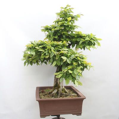 Vonkajší bonsai - Hrab obyčajný - Carpinus betulus - 4