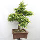 Vonkajší bonsai - Hrab obyčajný - Carpinus betulus - 4/5