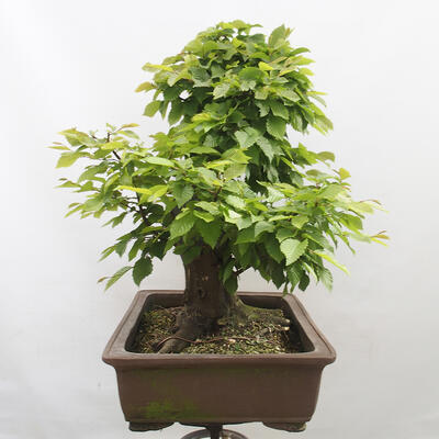 Vonkajší bonsai - Hrab obyčajný - Carpinus betulus - 4